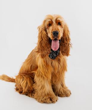 Bandana ajustable pour chien vue2 - GEMO (ACCESS) - GEMO