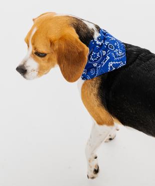 Bandana ajustable pour chien vue1 - GEMO (ACCESS) - GEMO