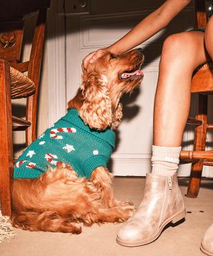 Pull tricot Noël pour chien vue7 - GEMO (ACCESS) - GEMO