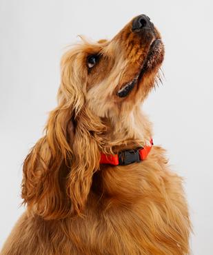 Bandana ajustable pour chien vue2 - GEMO (ACCESS) - GEMO