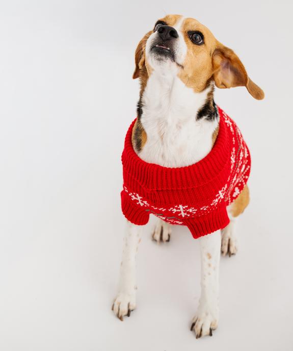 Pull de Noël pour chien vue4 - GEMO (ACCESS) - GEMO