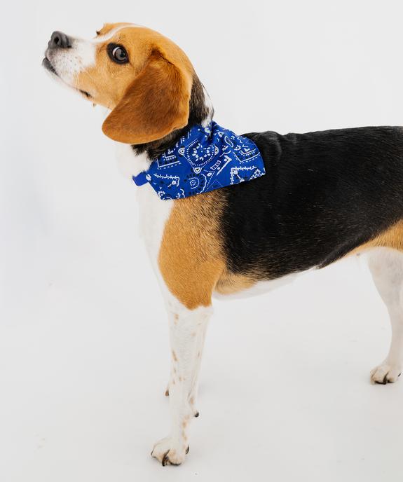 Bandana ajustable pour chien vue3 - GEMO (ACCESS) - GEMO