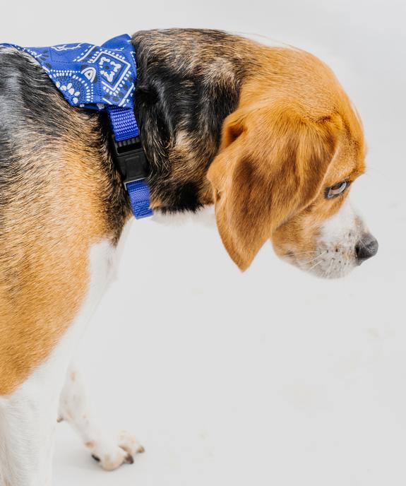 Bandana ajustable pour chien vue2 - GEMO (ACCESS) - GEMO